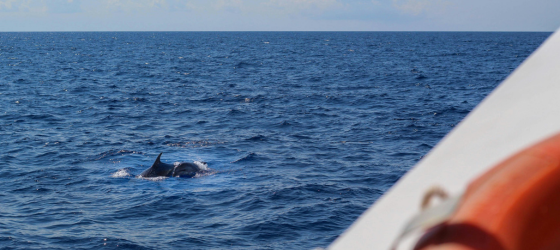 Les joies de l’océan Atlantique