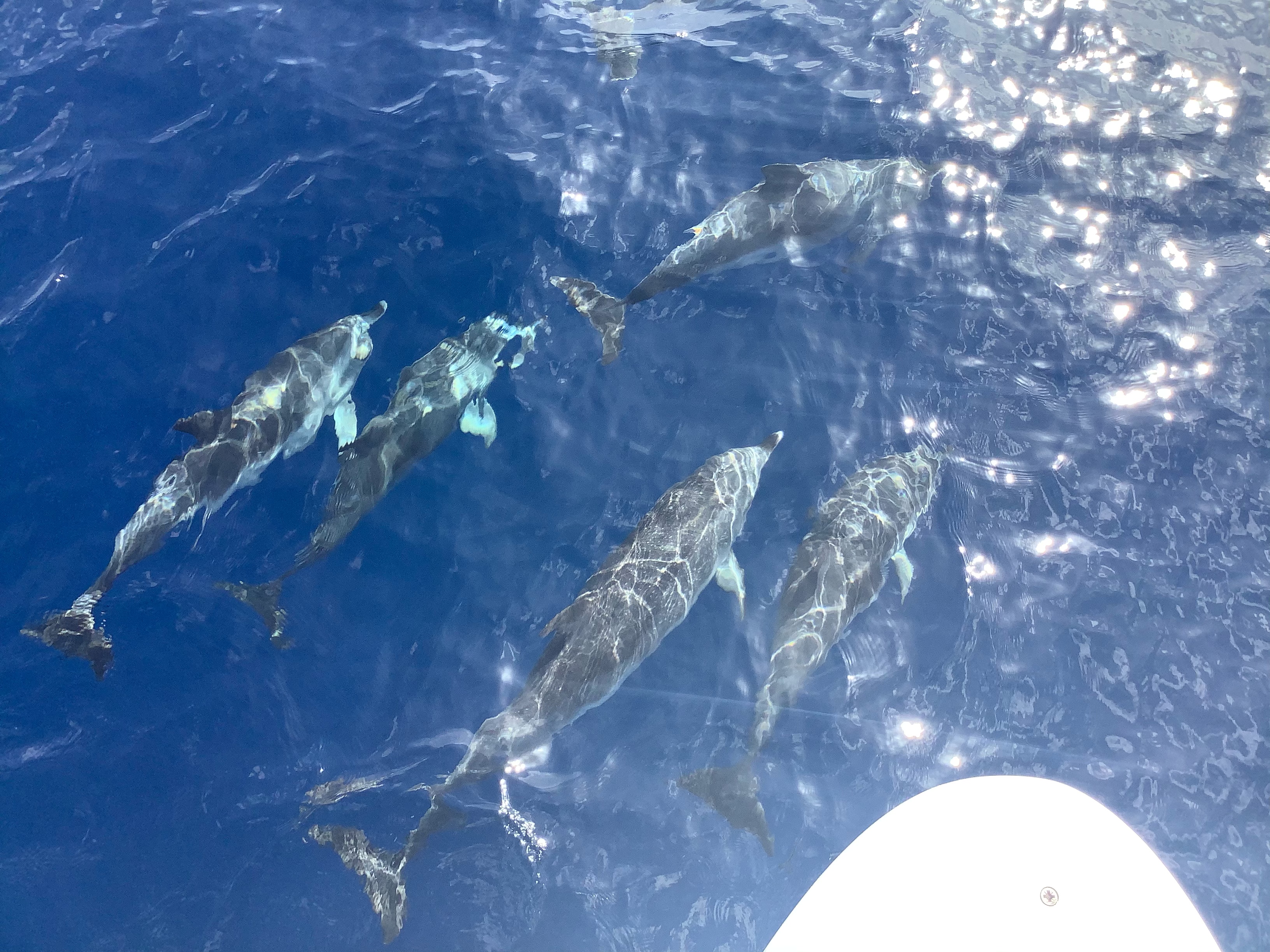 Découvrez la vie de marin au large et en équipage